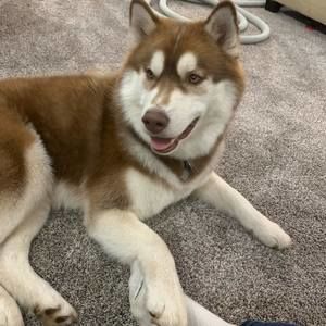 Meet your Posher, Kora